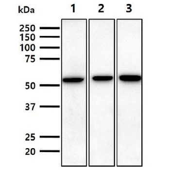 NT5E/eNT/CD73 Antibody