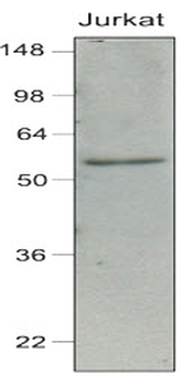 IRF7 Antibody