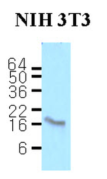 Calmodulin Antibody