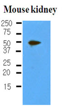 PDPN/Podoplanin Antibody