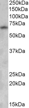 GAD1/GAD67 Antibody