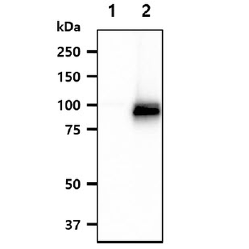 NFATC1/NFAT2 Antibody