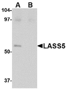 LASS5 Antibody