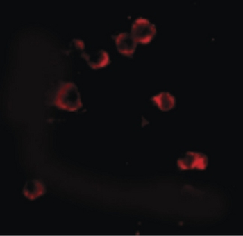 XBP1 Antibody