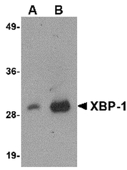 XBP1 Antibody
