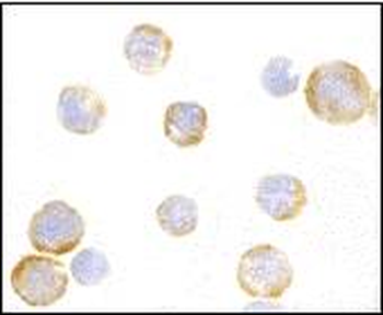 TLR3 Antibody