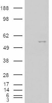 NOVA1 Antibody