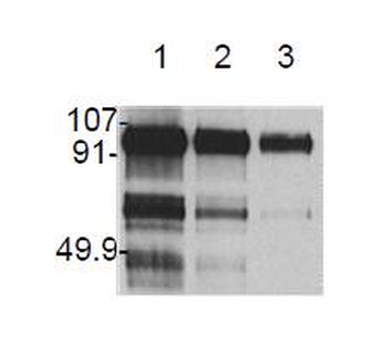 HGF/Hepatocyte Growth Factor Antibody