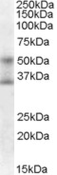 FOXA1 Antibody