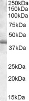 SPI1/PU.1 Antibody