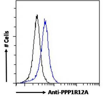 PPP1R12A/MYPT1 Antibody
