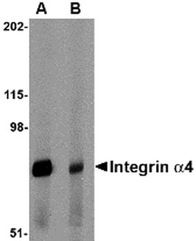 ITGA4/VLA-4/CD49d Antibody