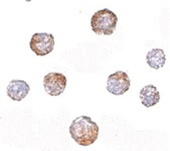 CUEDC2 Antibody