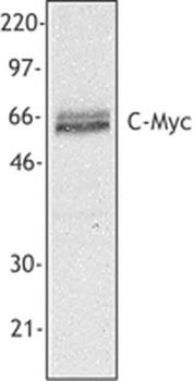 MYC/c-Myc Antibody