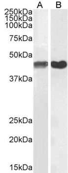 ACTA2/Smooth Muscle Actin Antibody
