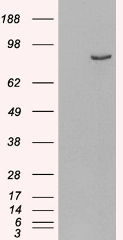 PDE4B Antibody