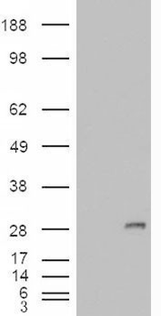 IGFBP6 Antibody