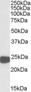 PRDX1/Peroxiredoxin 1 Antibody