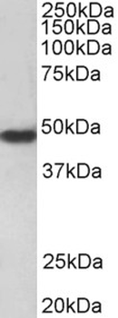 F2R/Thrombin Receptor/PAR1 Antibody