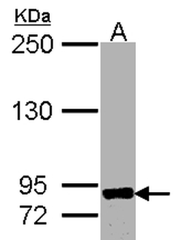 ADAM8 Antibody