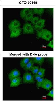 GAPDH Antibody