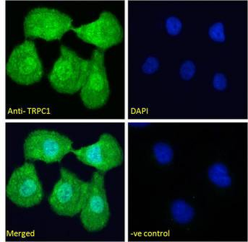 TRPC1 Antibody