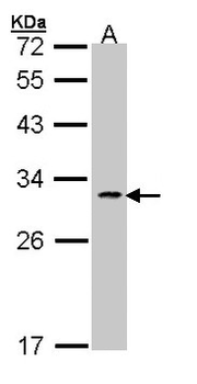 FASLG/Fas Ligand Antibody