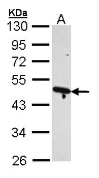 ACTR2/ARP2 Antibody