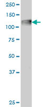 Complement C3 Antibody