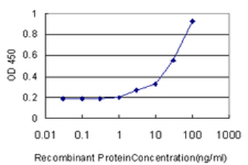 DCN/Decorin Antibody