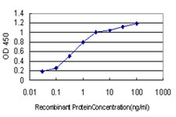 TSC22D3/GILZ Antibody