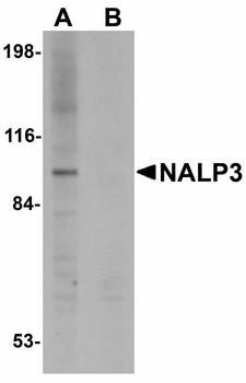 NALP3/NLRP3 Antibody