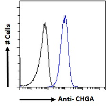 CHGA/Chromogranin A Antibody