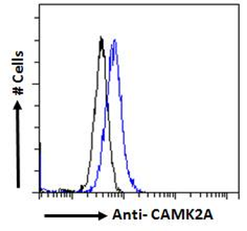 CAMK2A/CaMKII Alpha Antibody