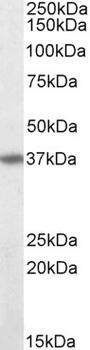 CD95/FAS Antibody