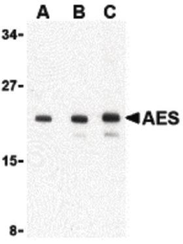 AES/Groucho Antibody