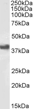 CD32B Antibody