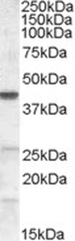 ABHD5 Antibody