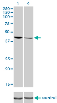 TDP-43/TARDBP Antibody