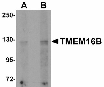TMEM16B/ANO2 Antibody