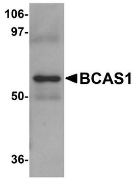 BCAS1/NABC1 Antibody