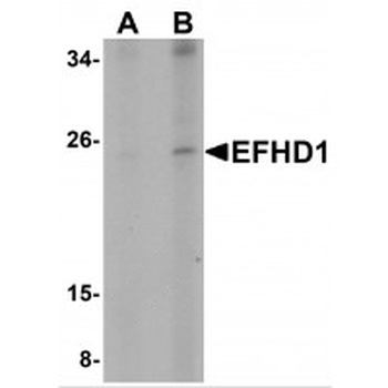 EFHD1 Antibody
