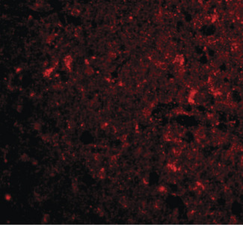 C1QTNF4/CTRP4 Antibody