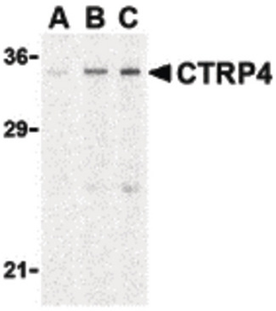 C1QTNF4/CTRP4 Antibody