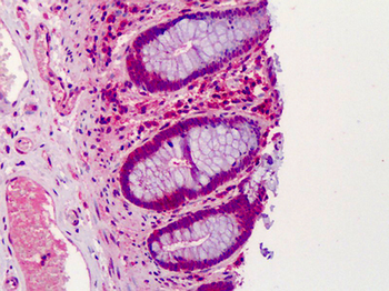 GNAS Antibody