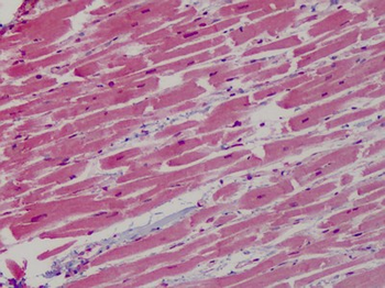 GP1BB/CD42c Antibody