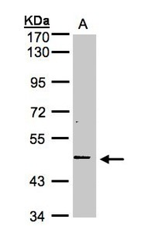 TNFRSF25/DR3 Antibody