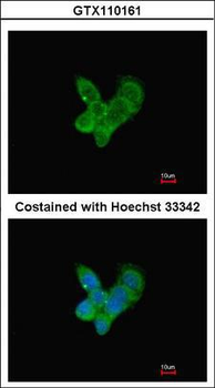 Complement C9 Antibody