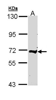 Complement C9 Antibody