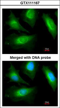 ACTN2 Antibody